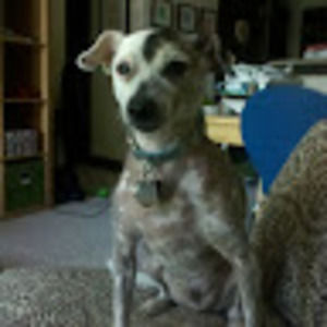 Meet your Posher, Shea